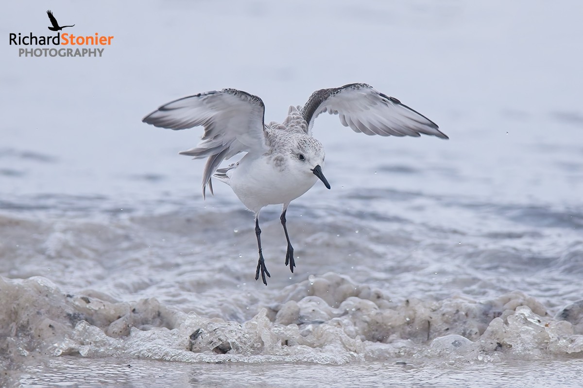 Sanderling