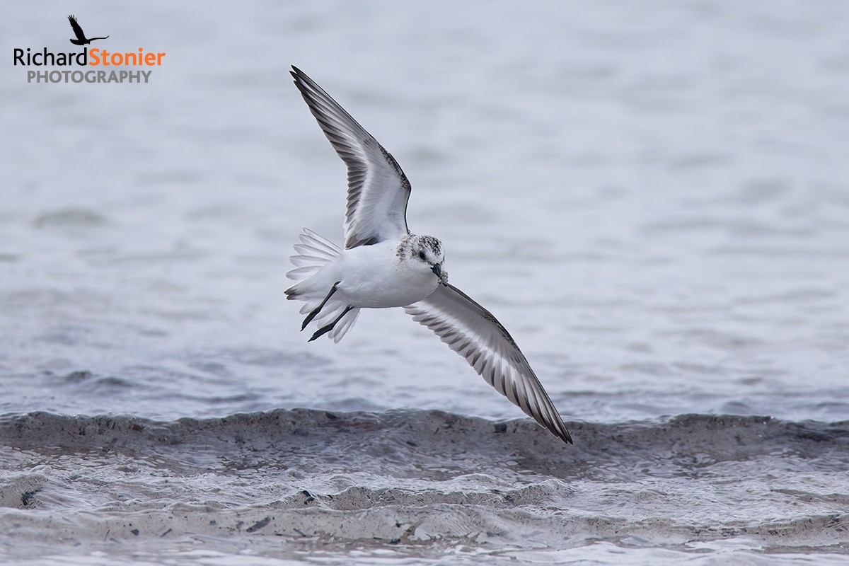 Sanderling