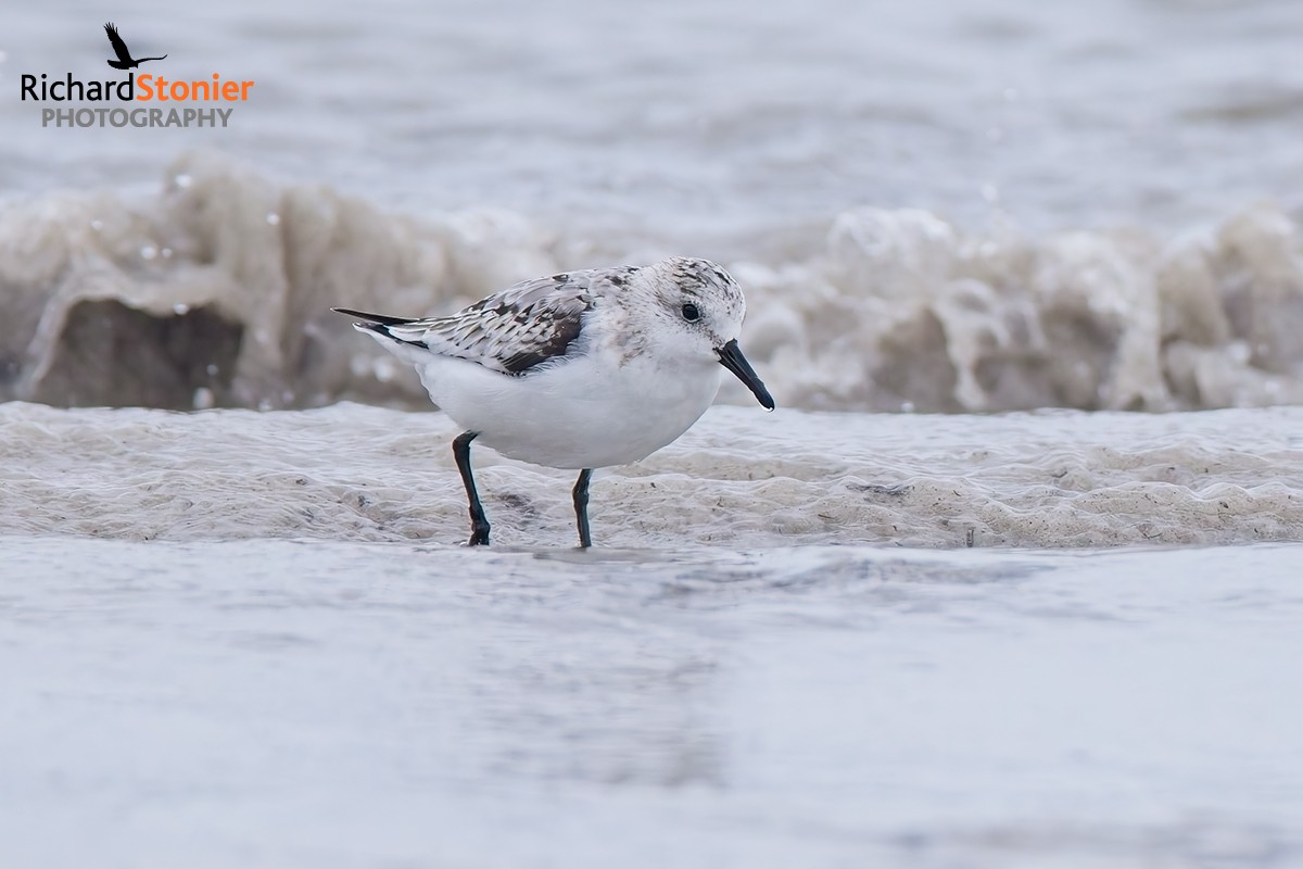 Sanderling