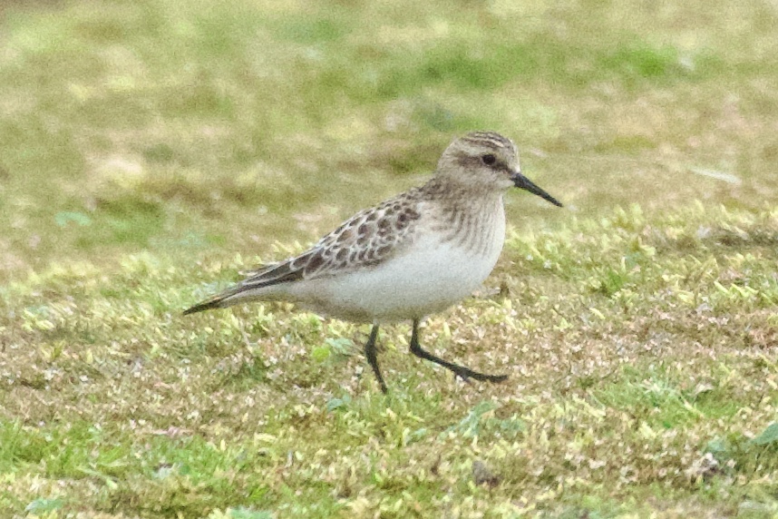 Baird's Sandpiper