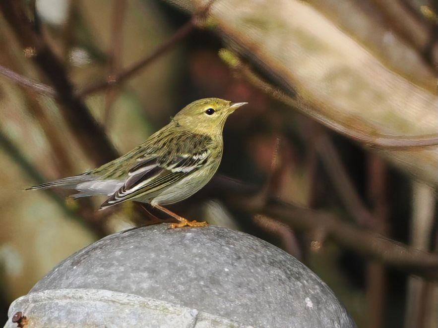 Blackpoll Warbler