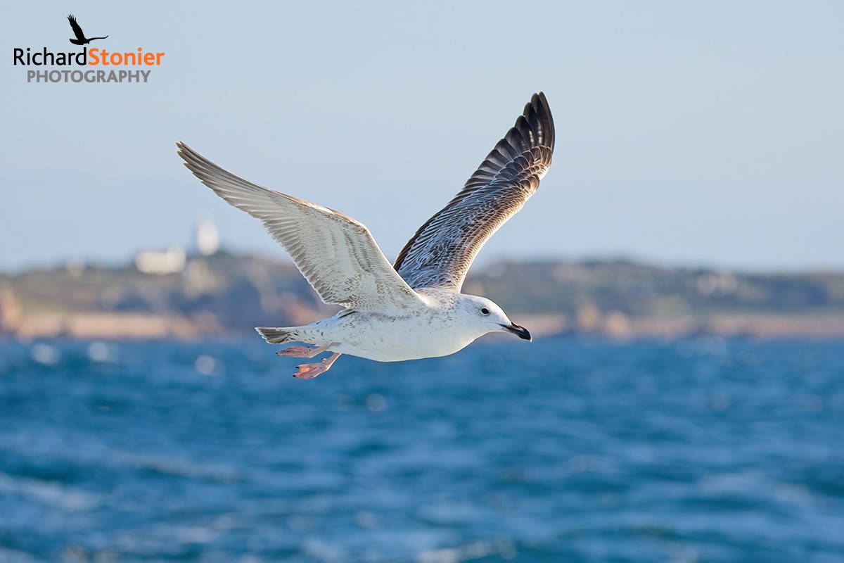 Caspian Gull