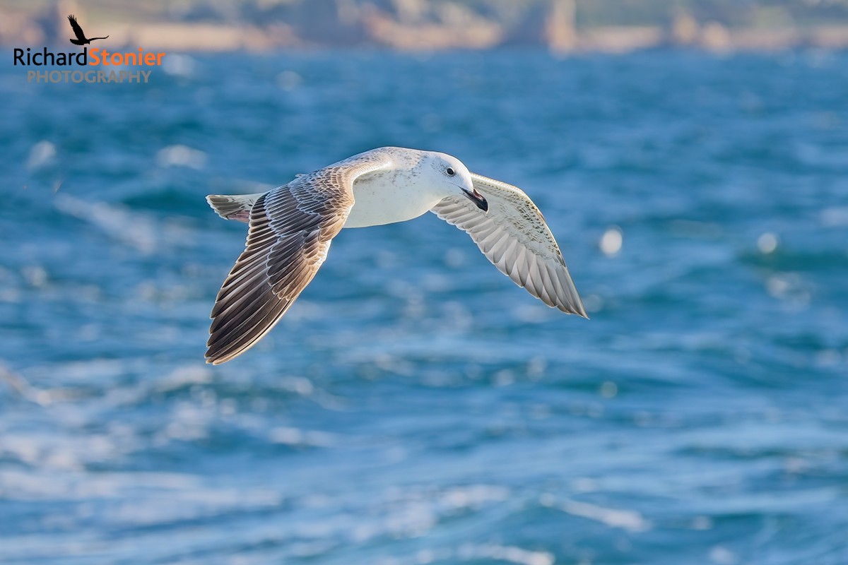 Caspian Gull
