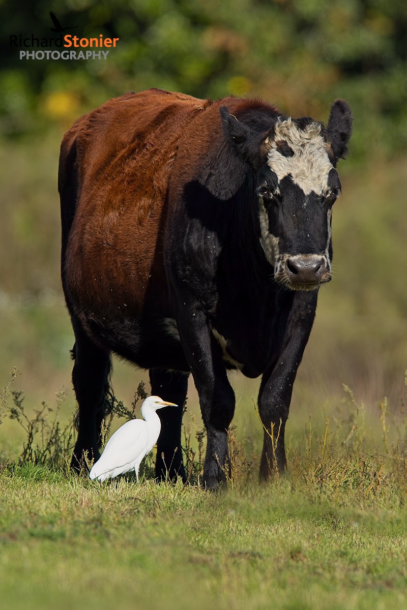 Cattle Egret
