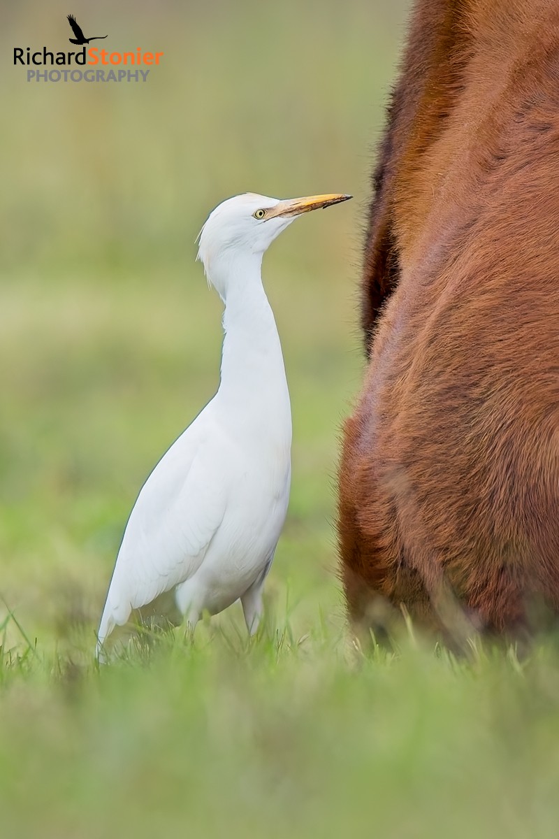 Cattle Egret