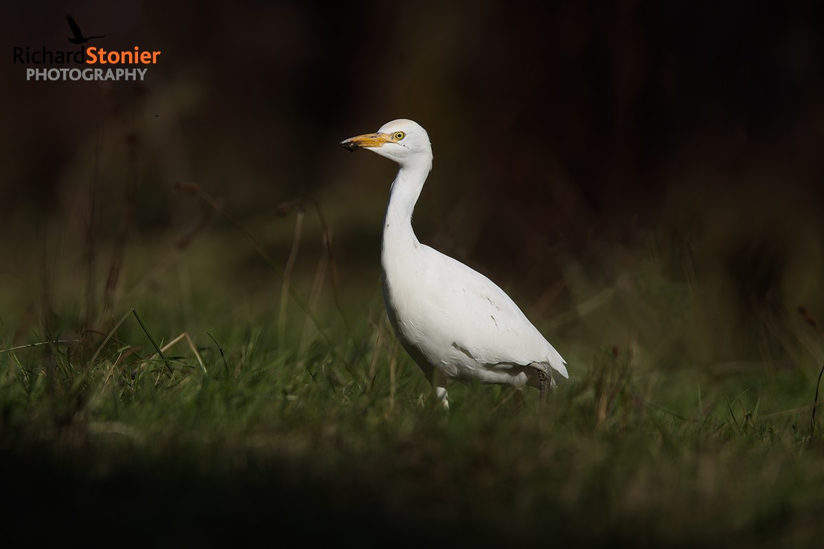 Cattle Egret