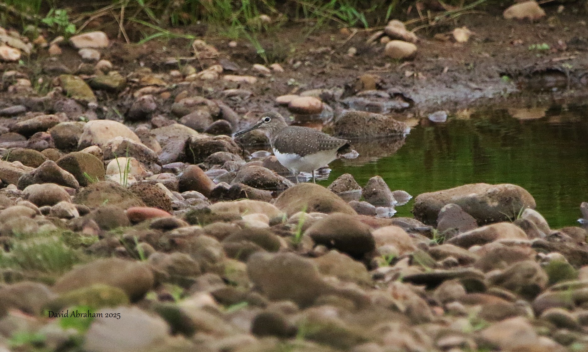 Green Sandpiper 