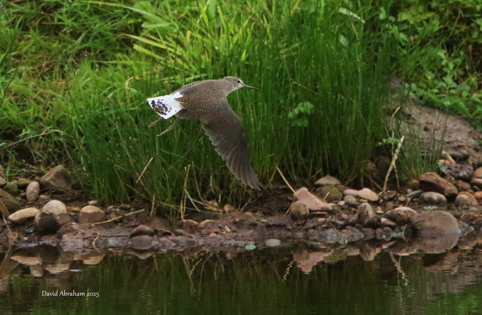 Green Sandpiper 