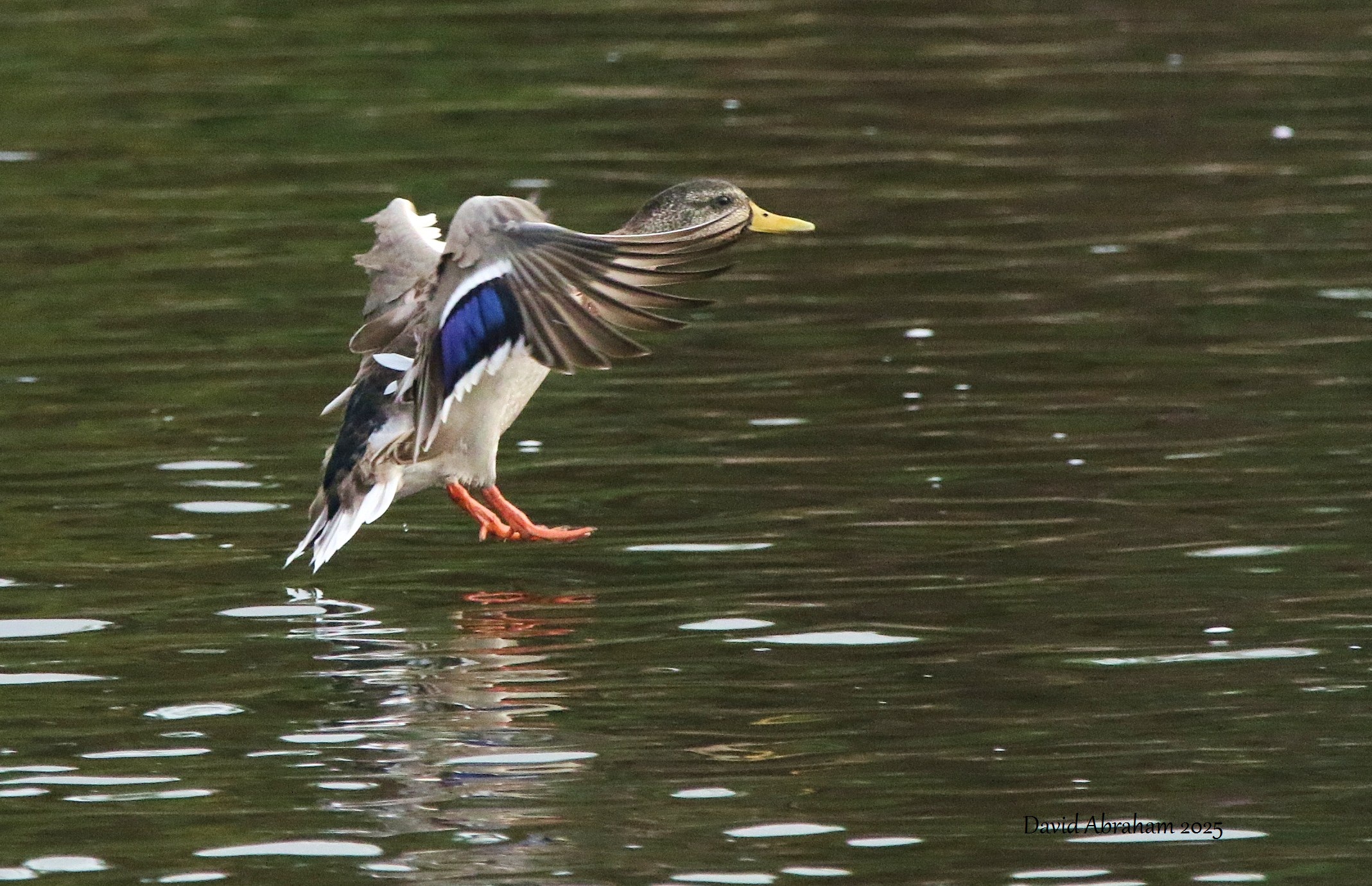 Mallard 
