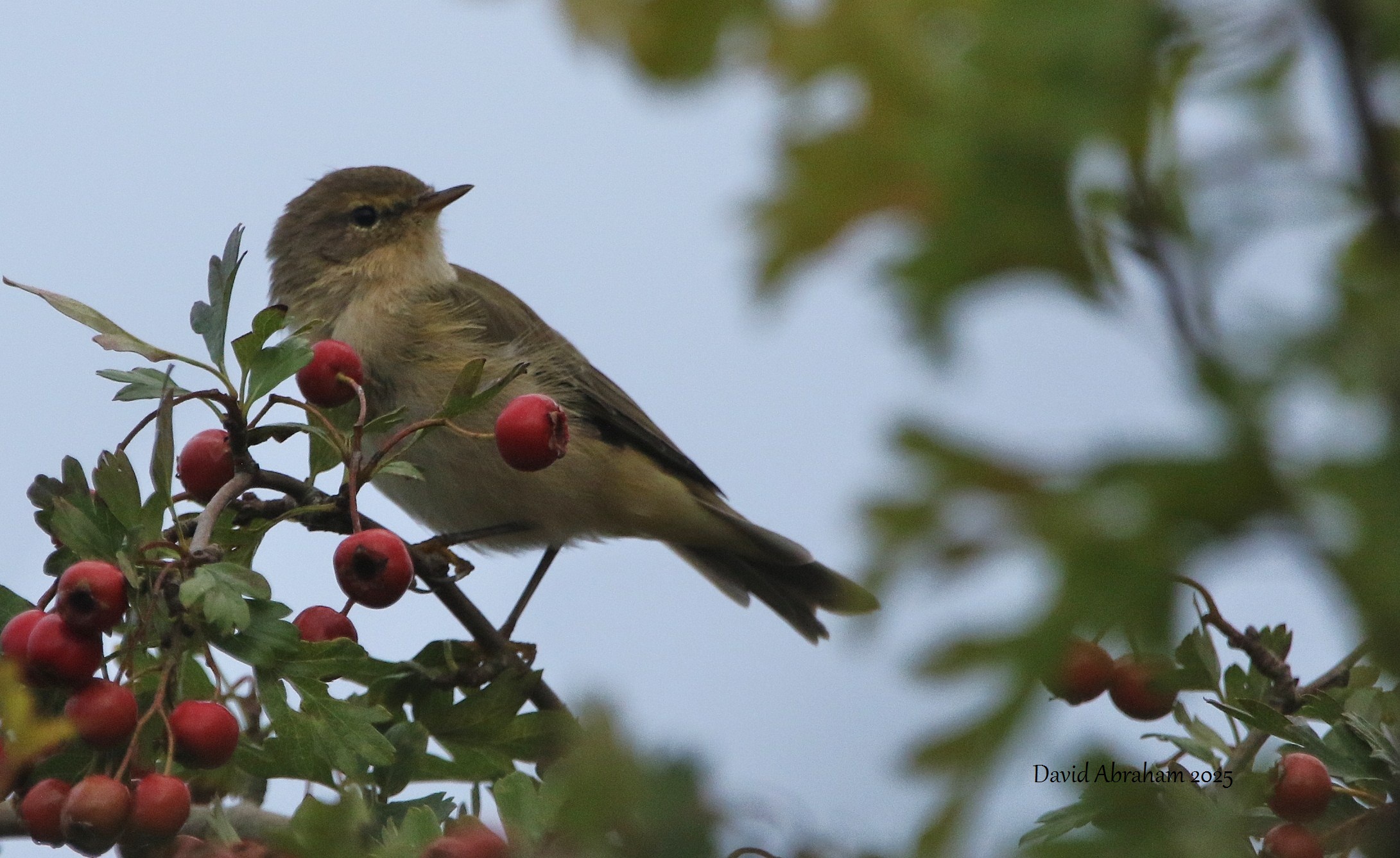 Chiffchaff 