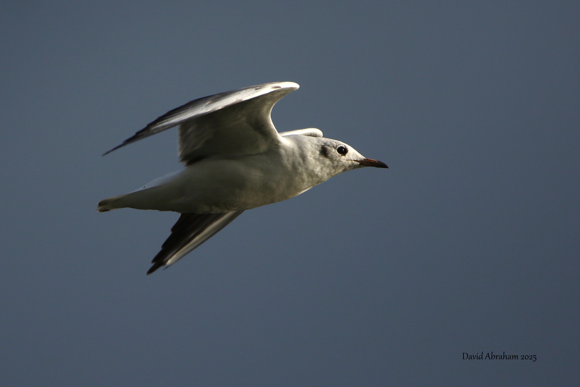 Black-headed Gull