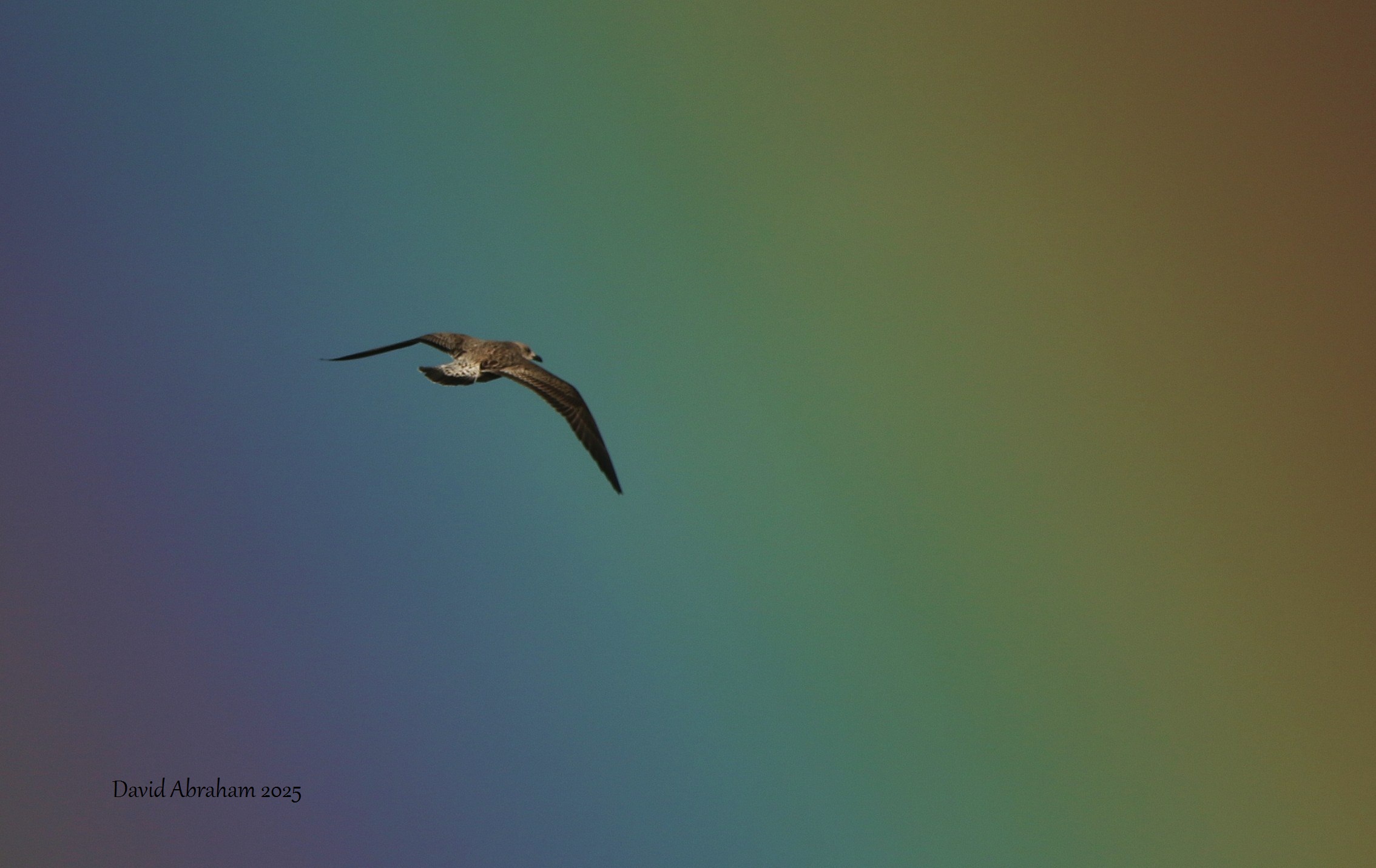 Lesser Black-backed Gull
