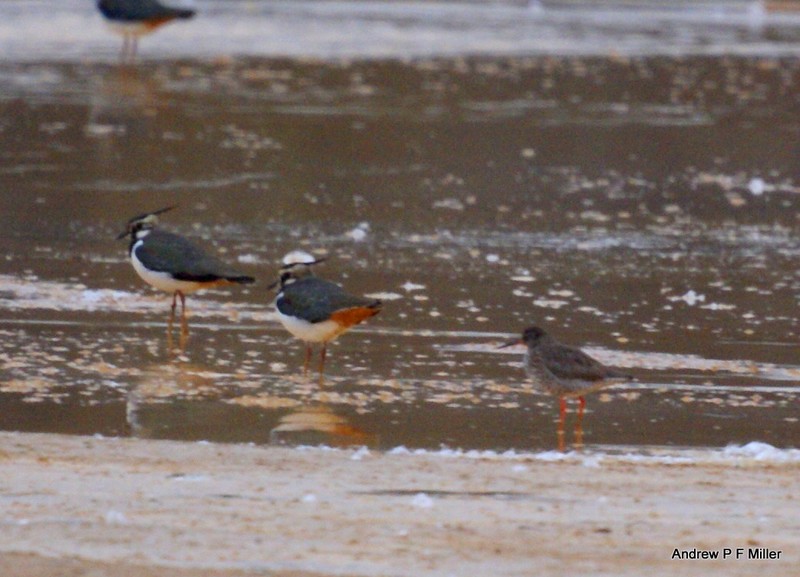 Redshank
