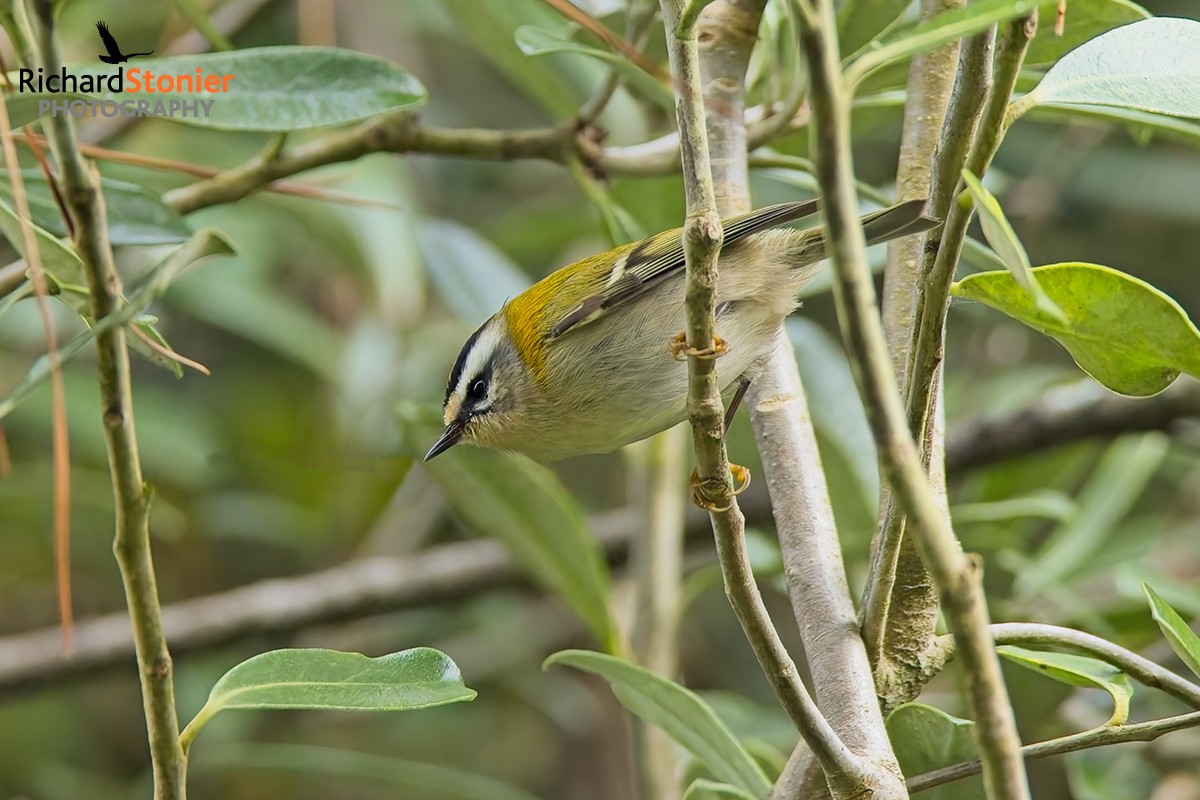Firecrest