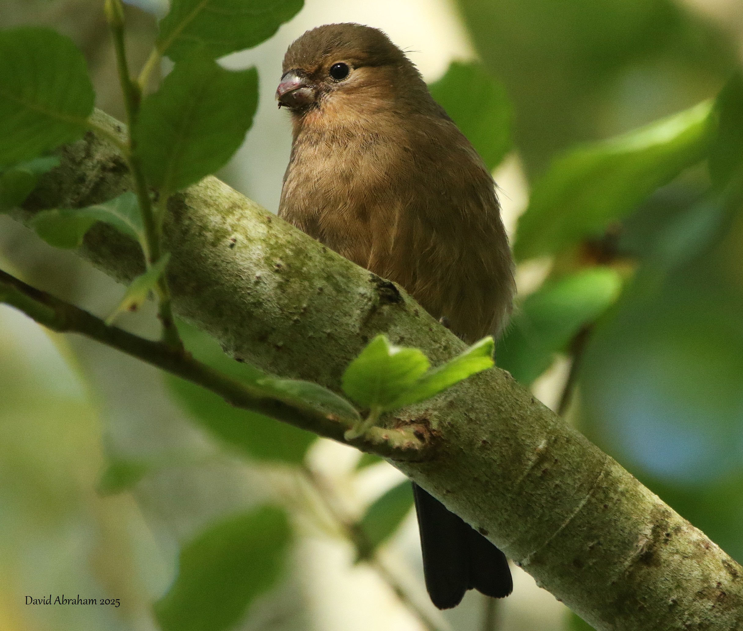 Bullfinch 