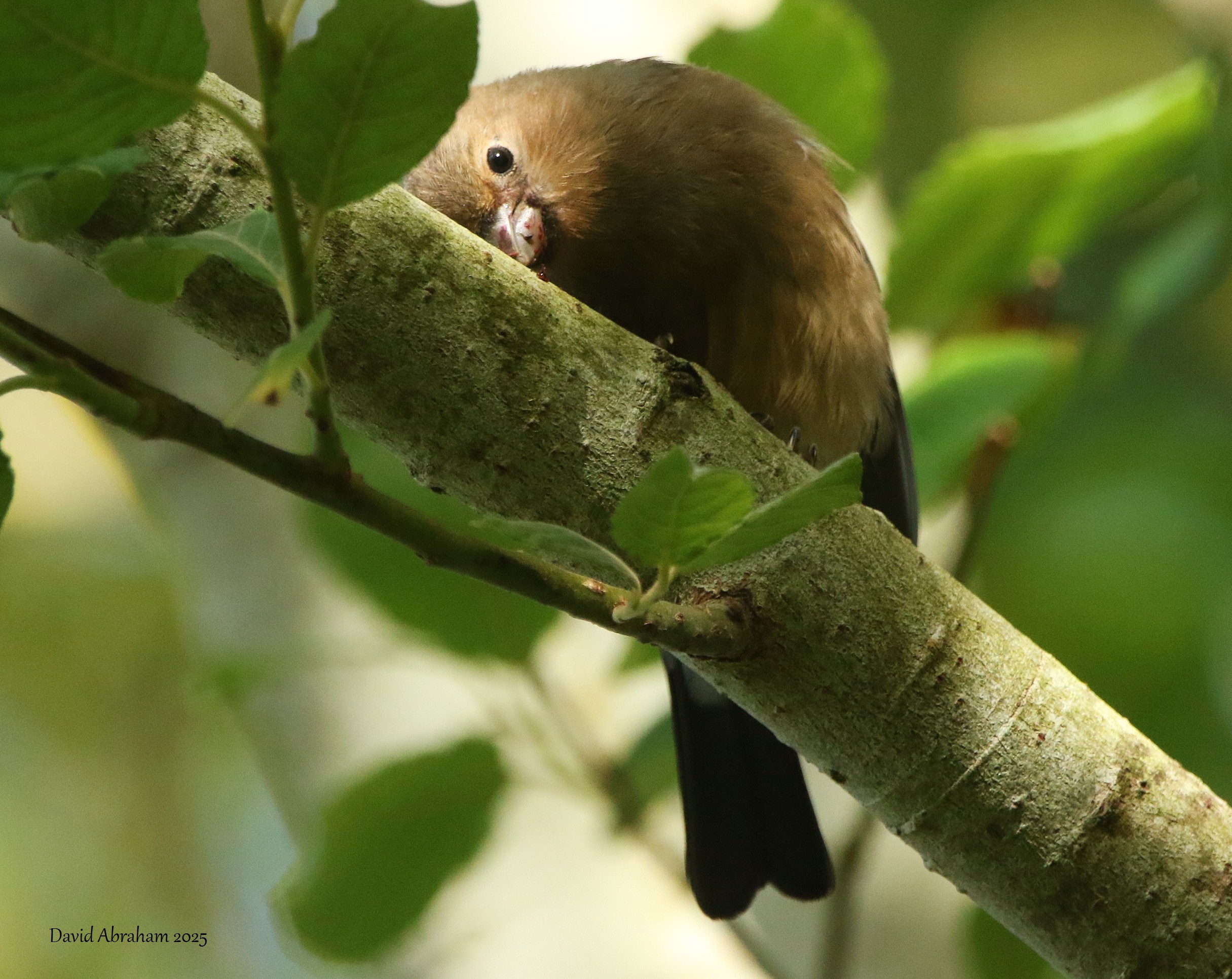 Bullfinch 