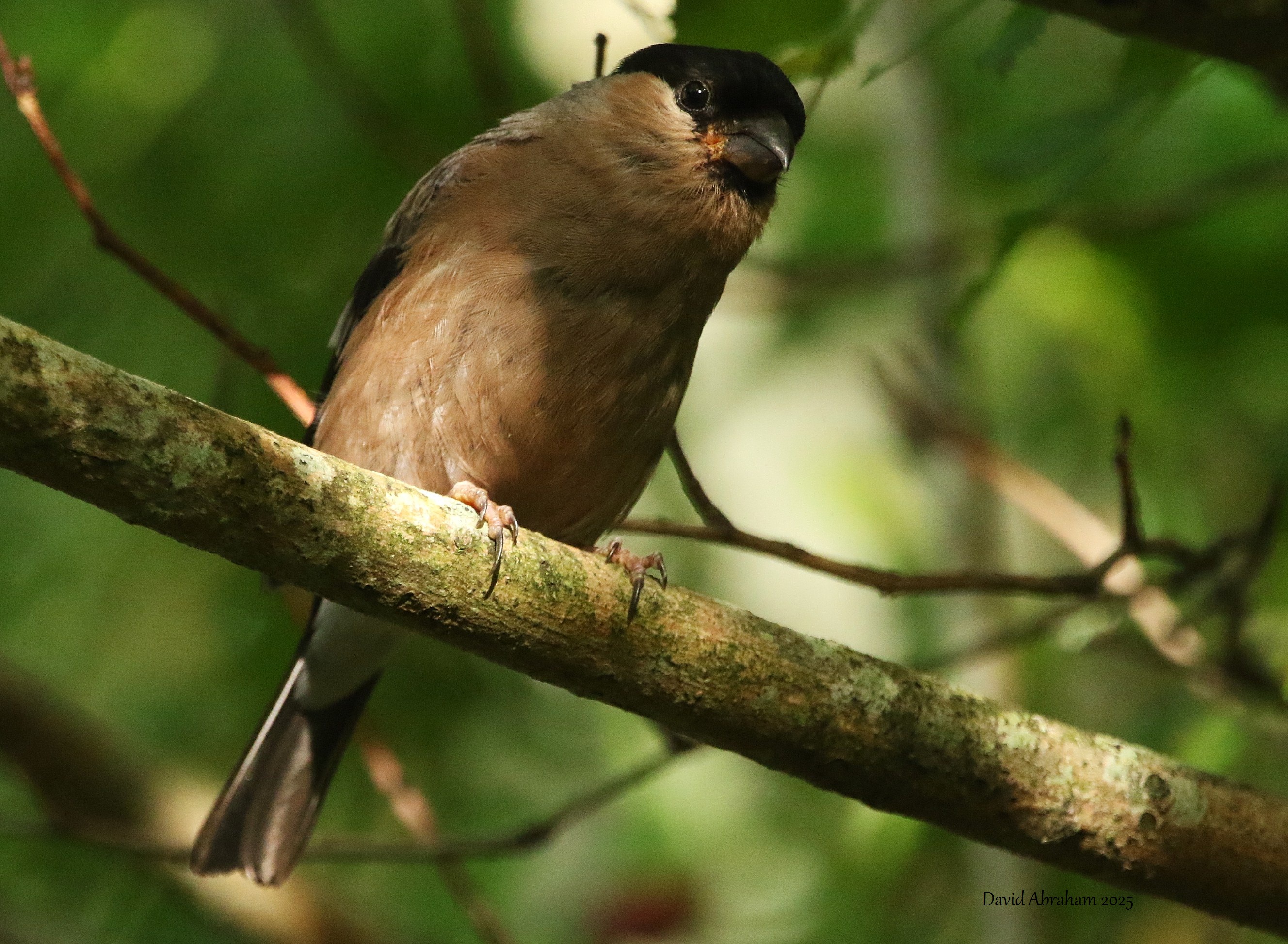 Bullfinch 