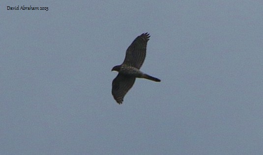 Goshawk 