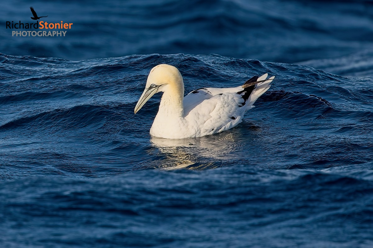 Gannet