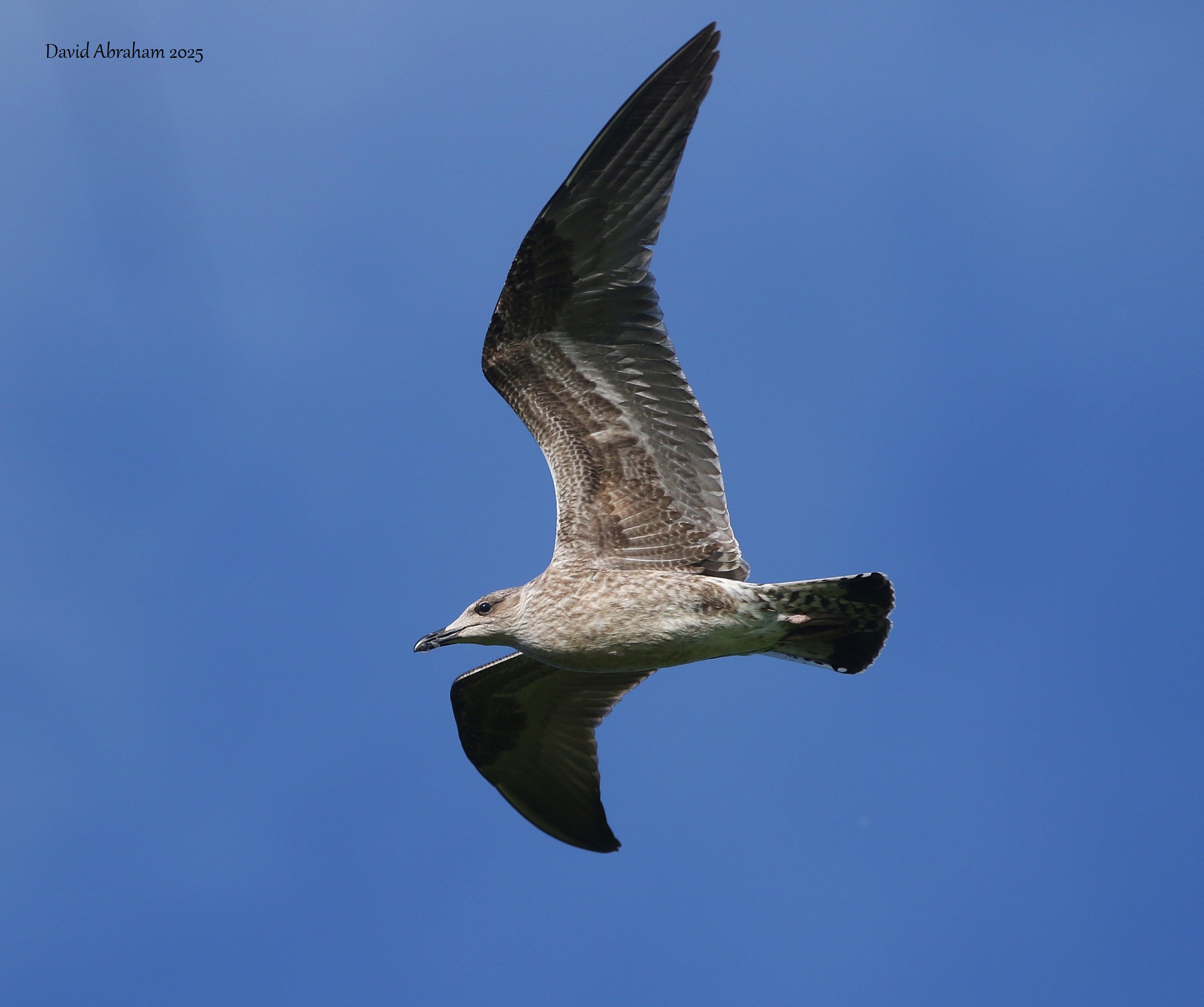 Lesser Black-backed Gull