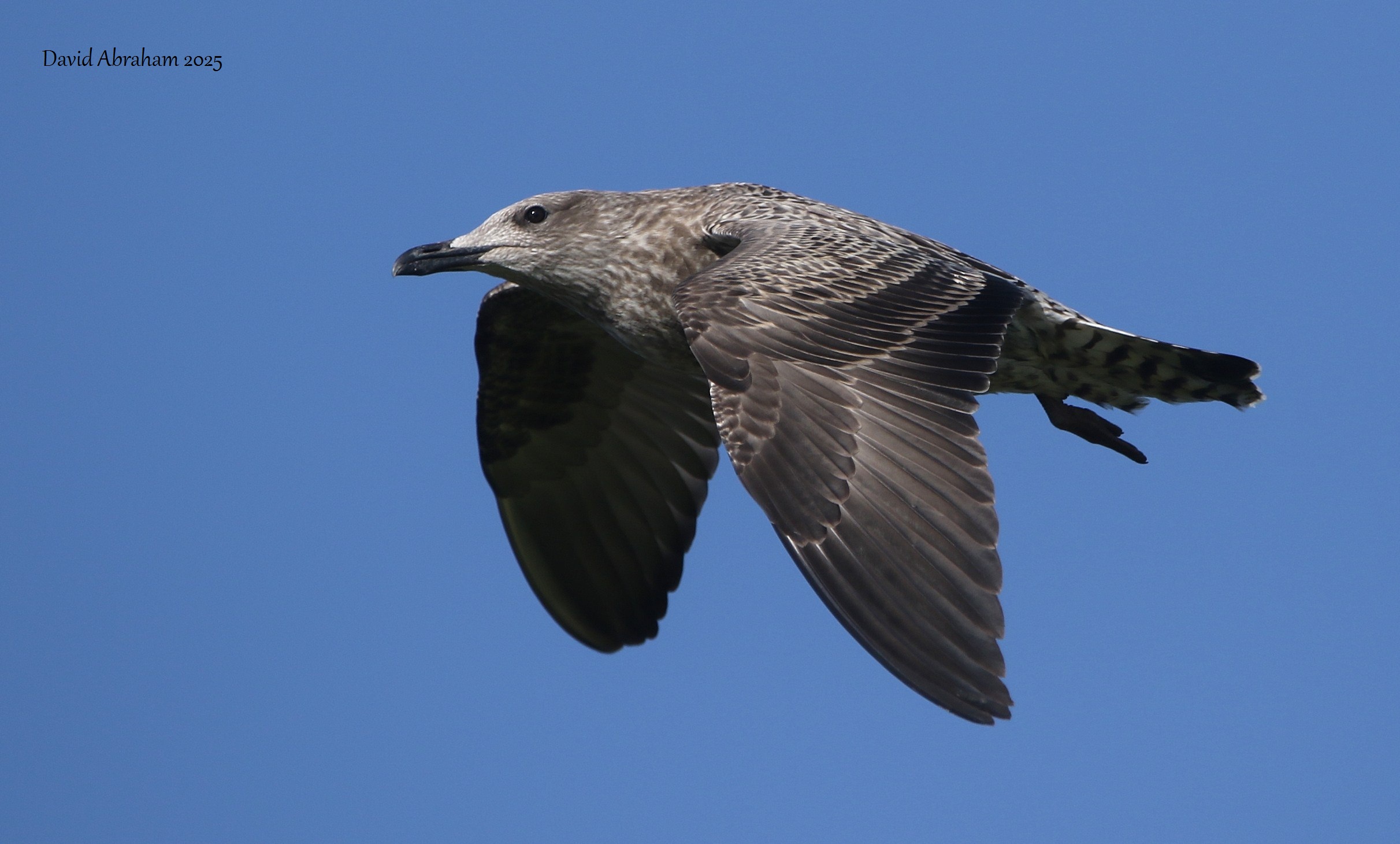 Lesser Black-backed Gull
