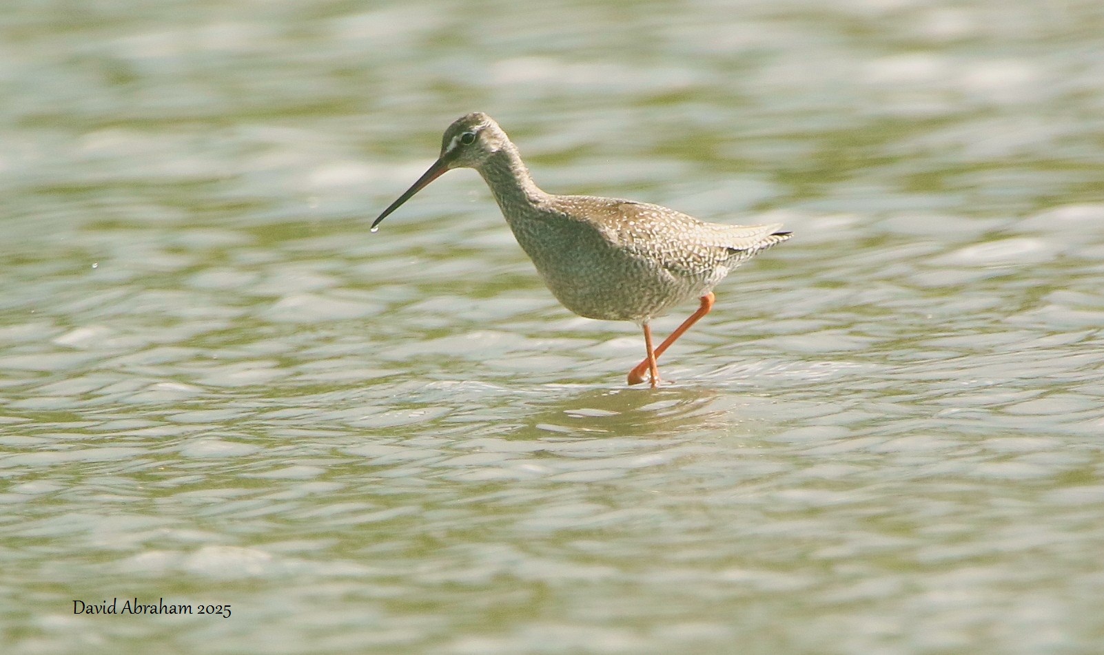 Spotted Redshank 