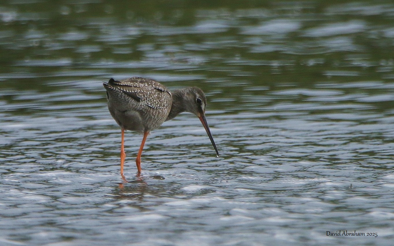 Spotted Redshank 