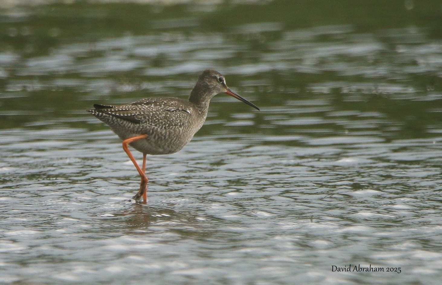 Spotted Redshank 