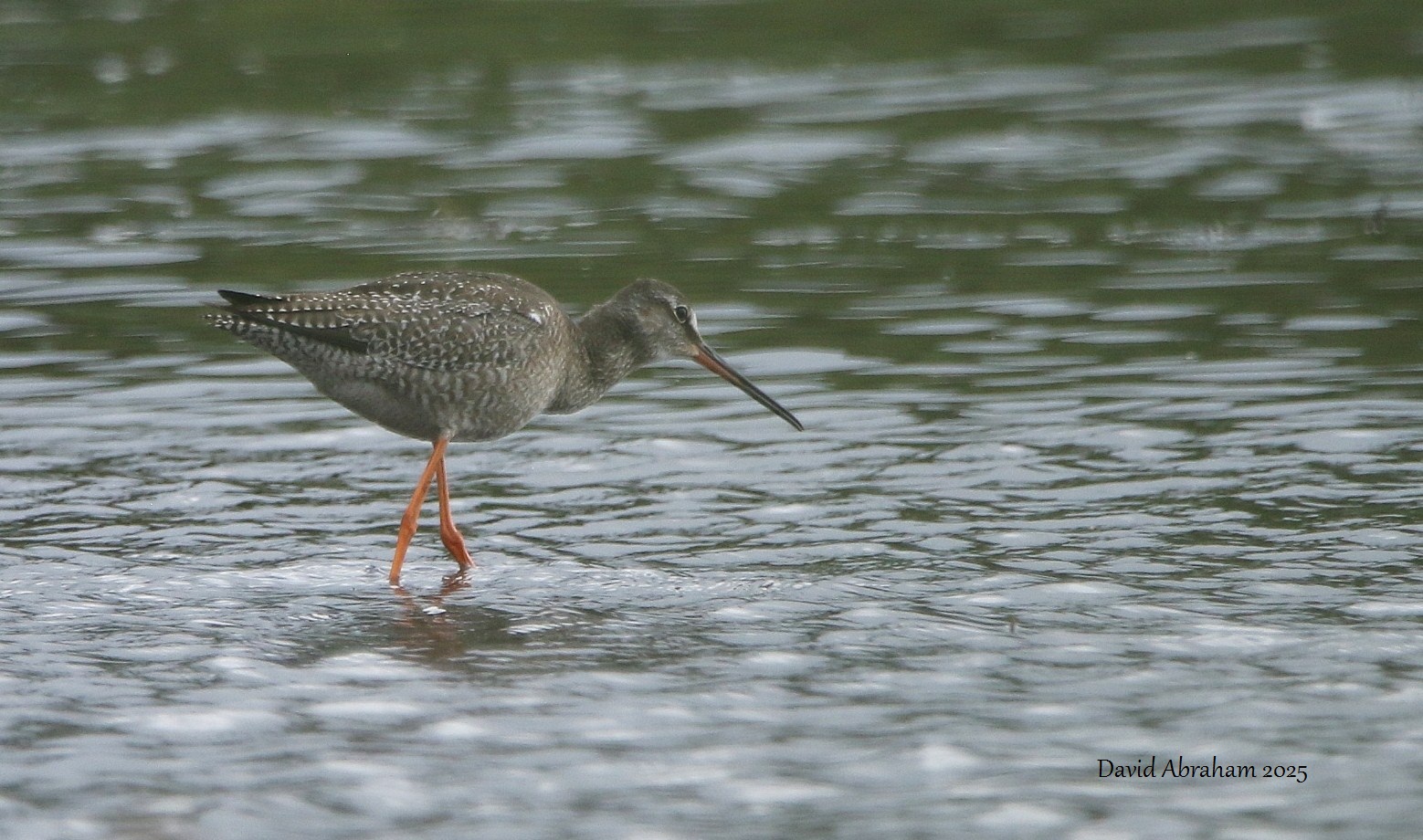 Spotted Redshank