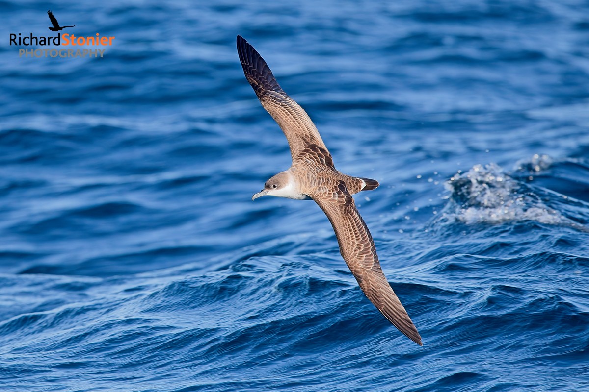 Great Shearwater