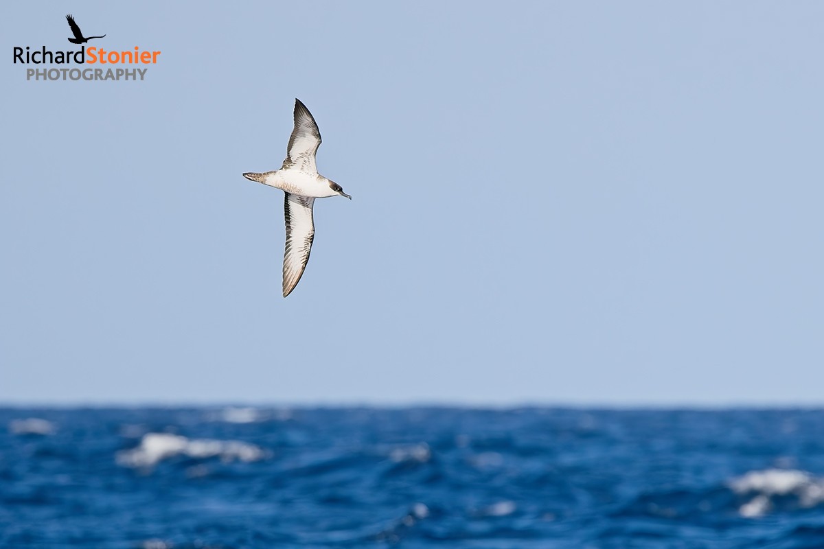 Great Shearwater