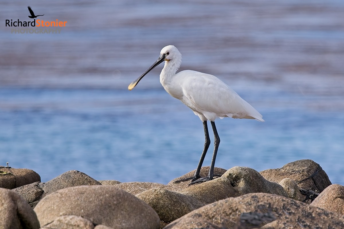 Spoonbill