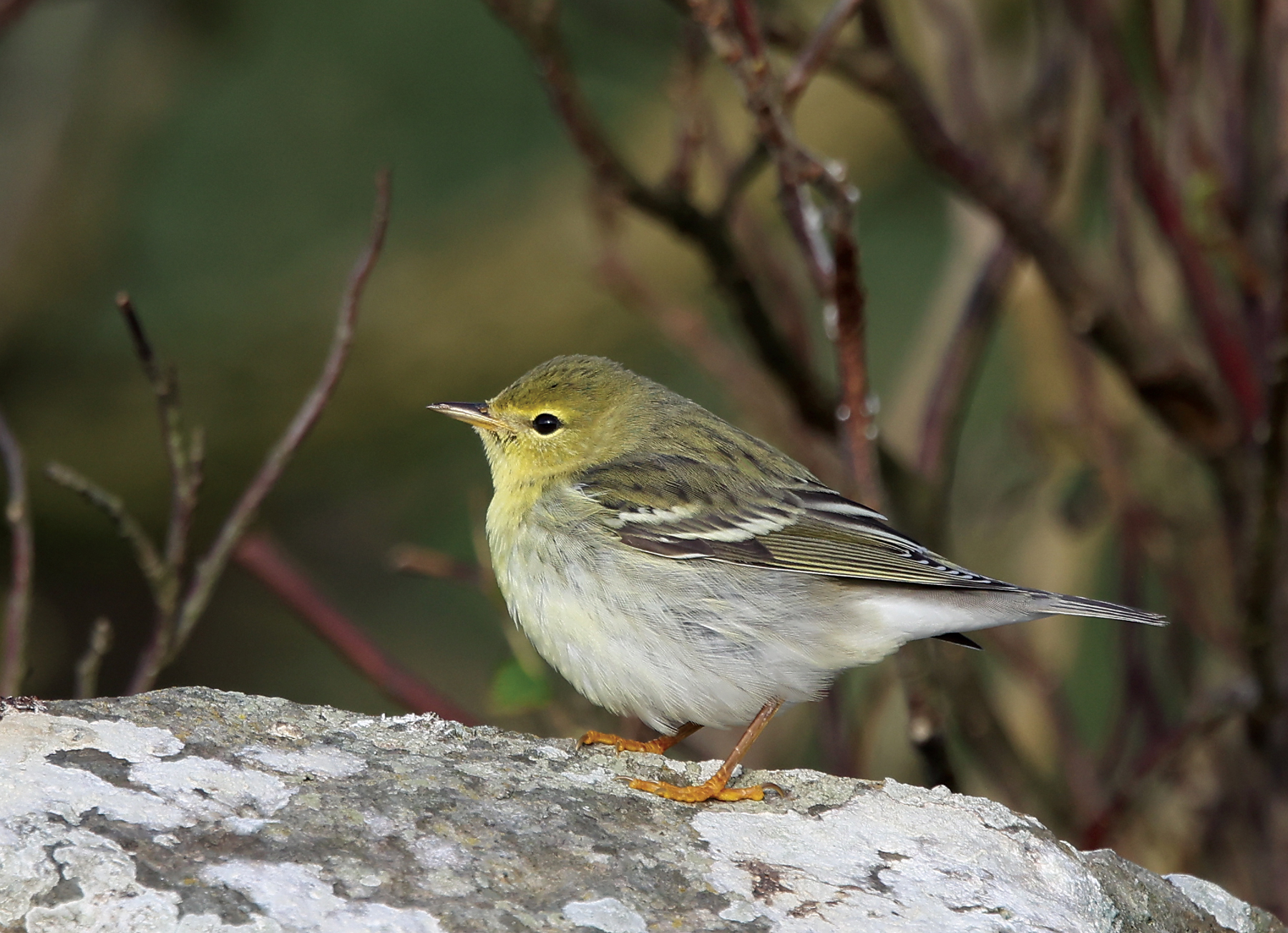 Blackpoll Warbler