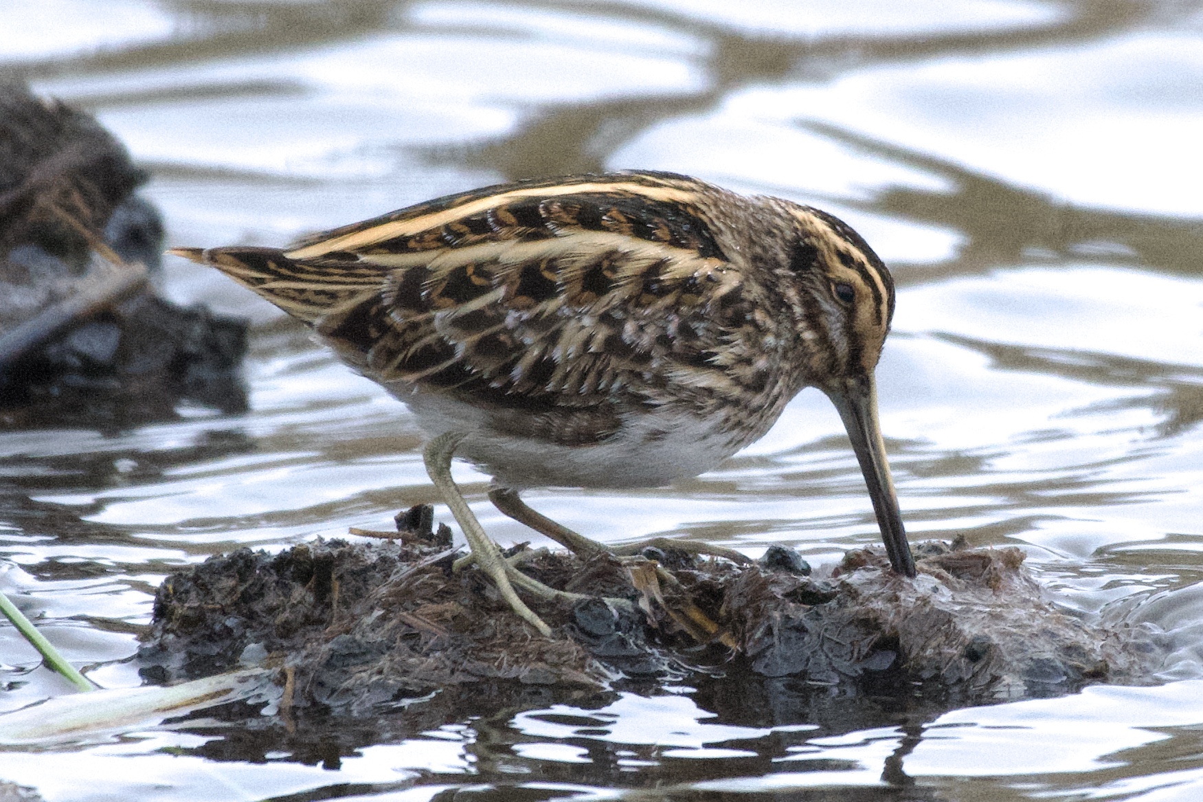 Jack Snipe