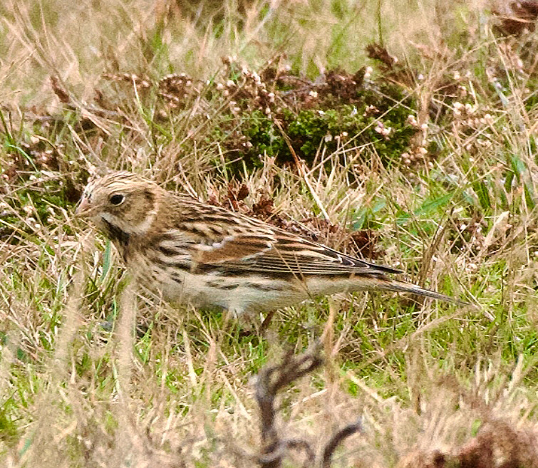Lapland Bunting