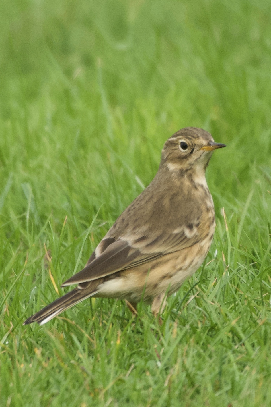 American Pipit