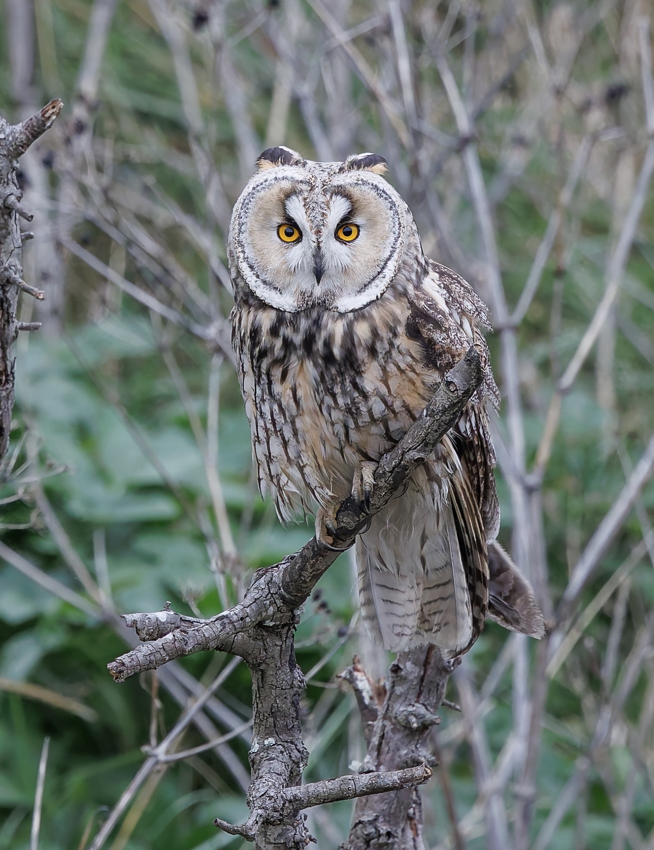 Long-eared Owl