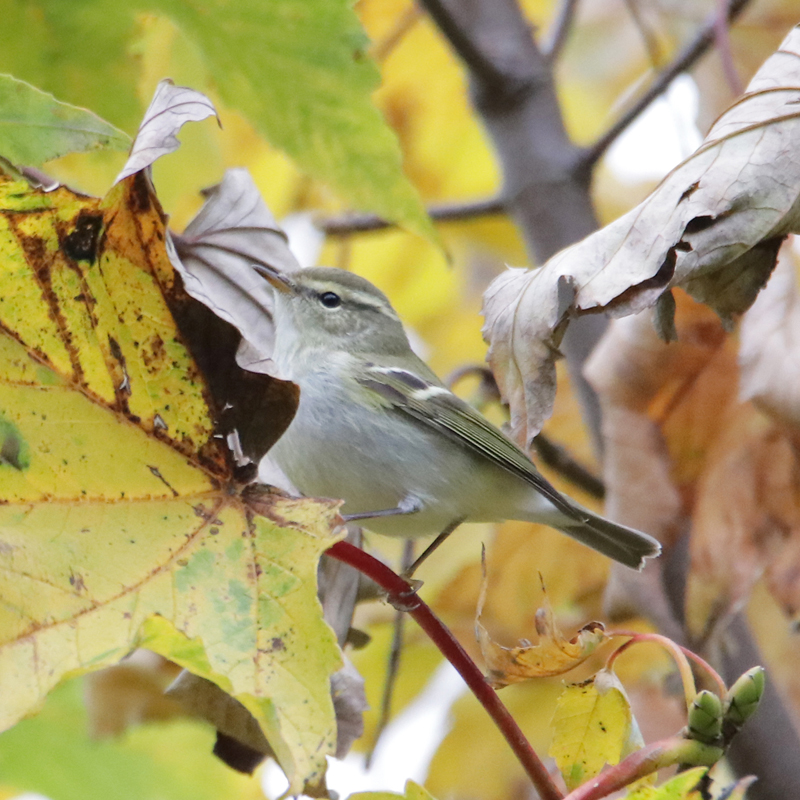 Yellow-browed Warbler