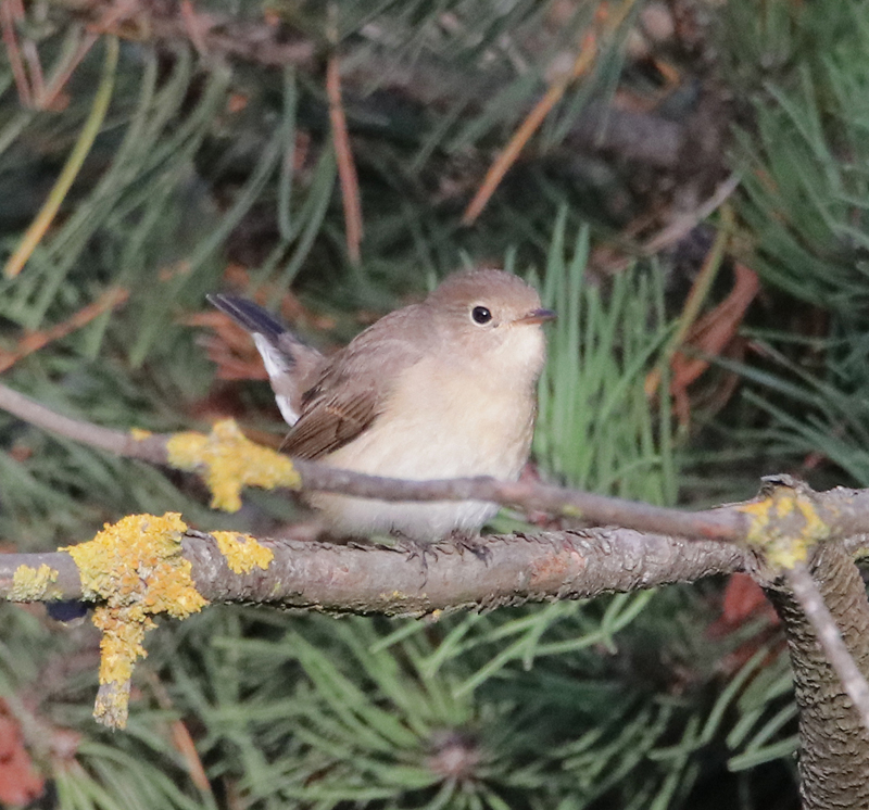 Red-breasted Flycatcher