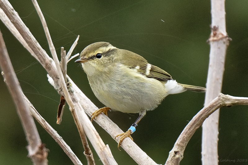 Yellow-browed Warbler