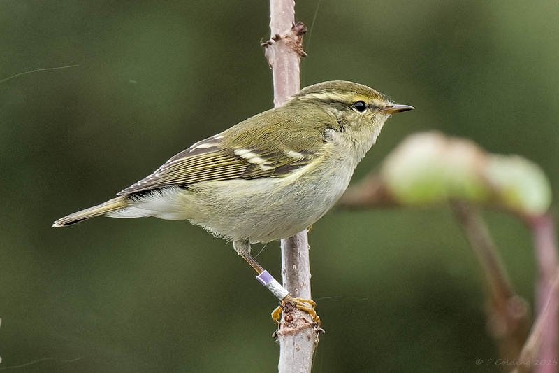 Yellow-browed Warbler