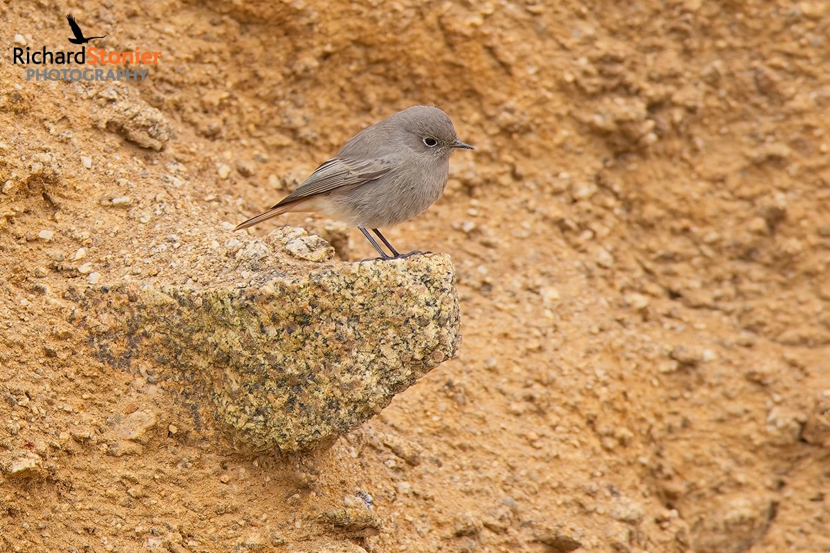 Black Redstart