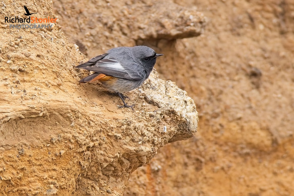 Black Redstart