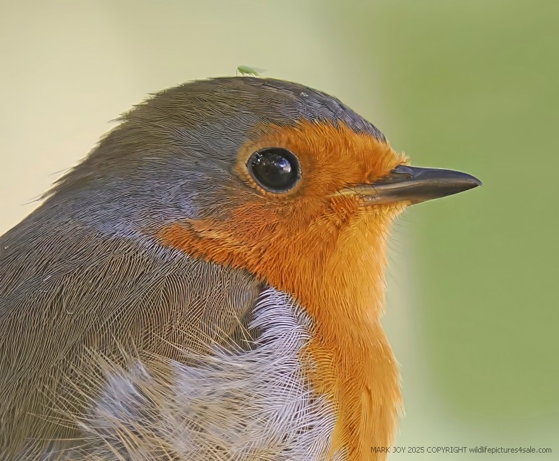 Robin