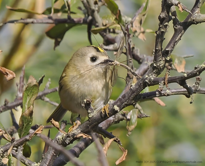 Goldcrest