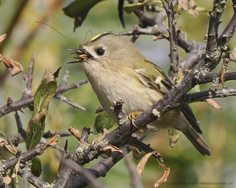 Goldcrest