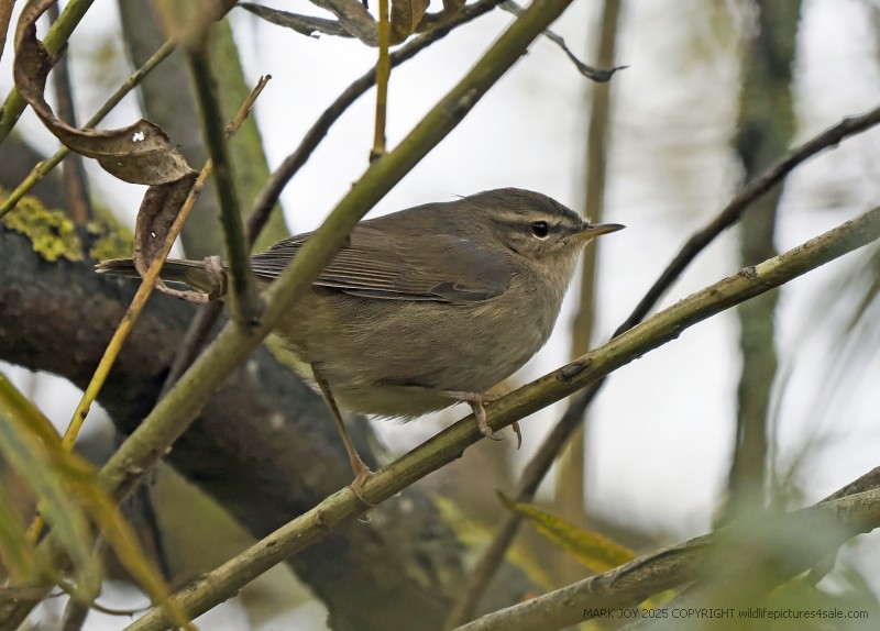 Dusky Warbler