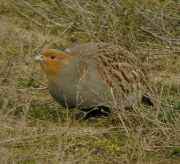 Grey Partridge