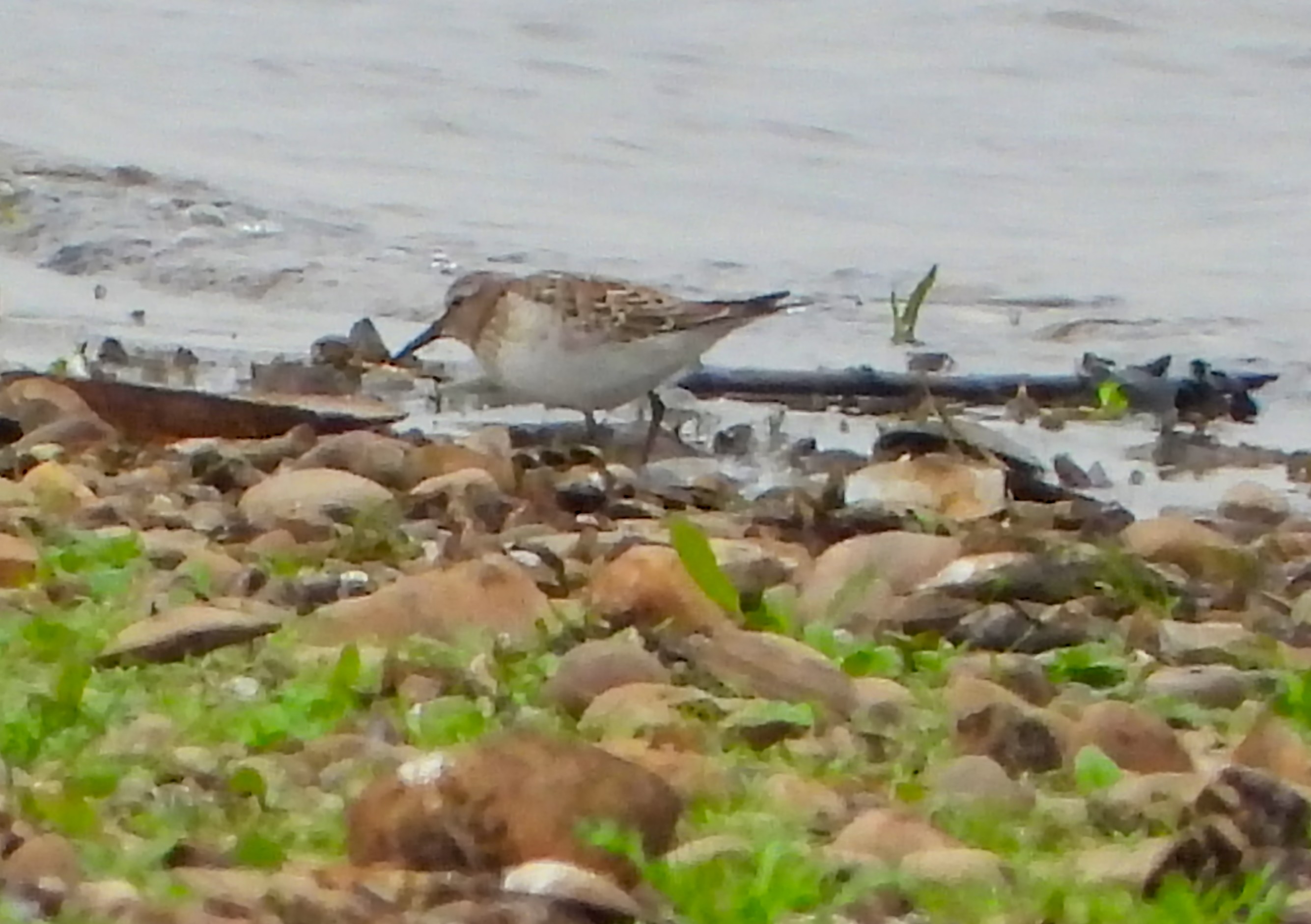 White-rumped Sandpiper