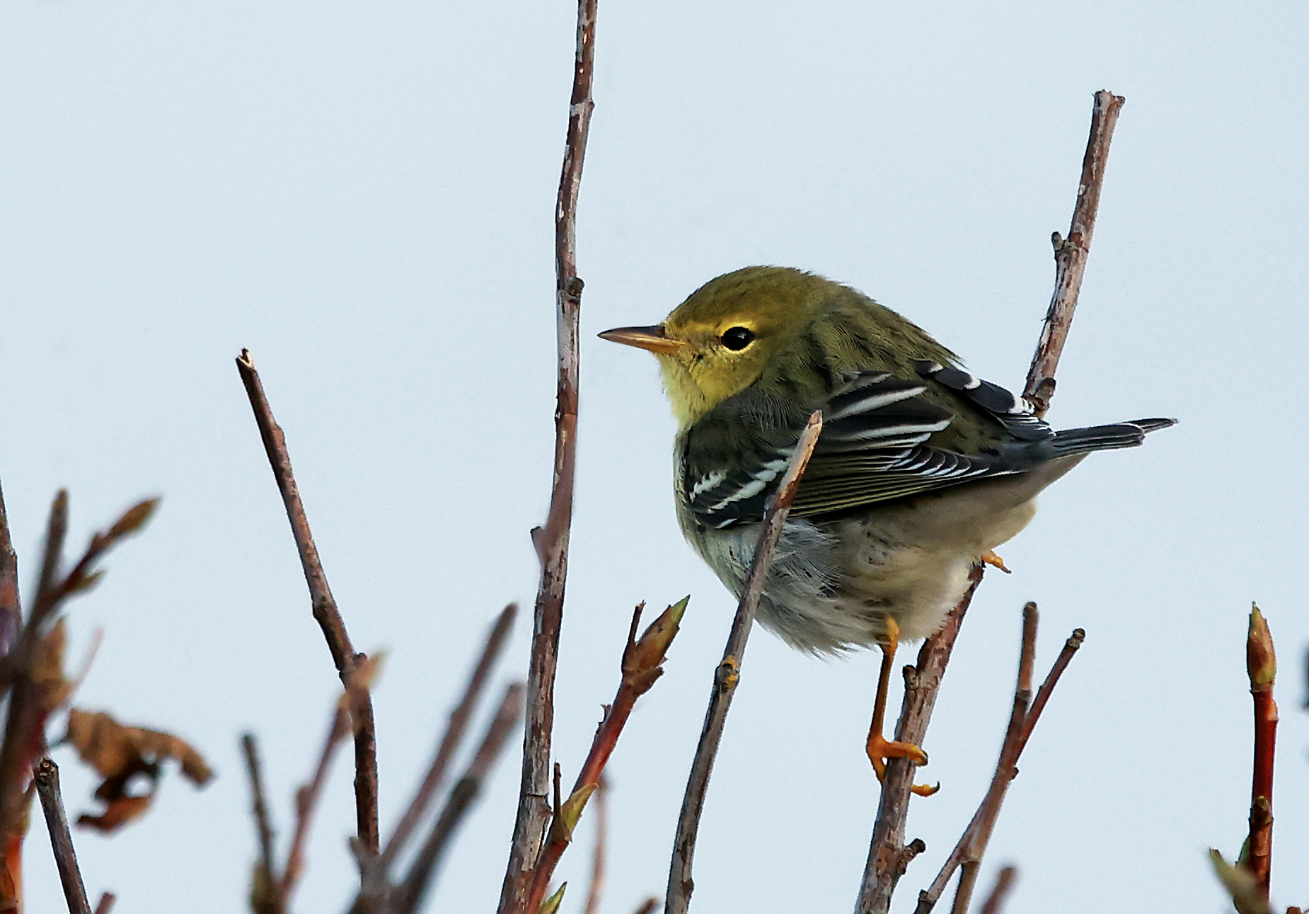 Blackpoll Warbler